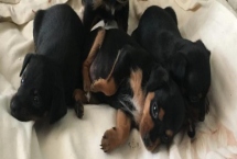 杜賓犬智商高嗎，在狗狗中排第5名