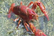 克氏原螯蝦的產(chǎn)地，原產(chǎn)于美國現(xiàn)已被廣泛養(yǎng)殖