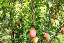 果樹秋施基肥的好處，可充裕樹體營(yíng)養(yǎng)貯備