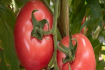 番茄的種植管理方法，一般是從整苗開始