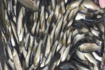 邊魚苗的產(chǎn)地，屬于順德的特色漁業(yè)產(chǎn)品