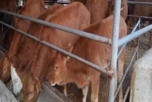 家畜飼養(yǎng)的情況，大多數(shù)企業(yè)都處于傳統(tǒng)粗放型的發(fā)展?fàn)顟B(tài)