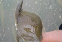 甲魚喂養(yǎng)需要多少水，溫室養(yǎng)殖的話水位控制在30-50cm左右