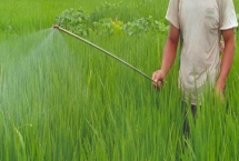 如何正確施用微生物農(nóng)藥，要均勻噴灑