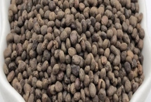 急性子的種植方法，可在春季和夏季播種