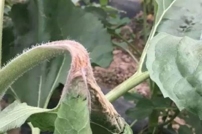 怎么防治油葵菌核病，播種前可用菌核凈、萎銹靈等藥物拌種