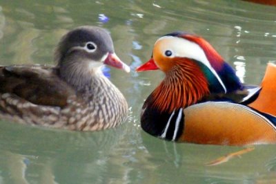 鴛鴦是什么動(dòng)物，為鴨科鴛鴦屬著名觀賞鳥(niǎo)類(lèi)