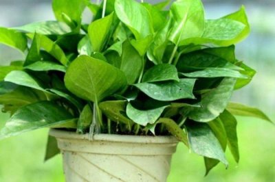 綠蘿的種植方法，選擇肥力充足且通透性強(qiáng)的土壤