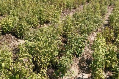 種植白術(shù)有哪些風(fēng)險(xiǎn)，容易遇到產(chǎn)量低、天氣惡劣、成本日益增加等問題