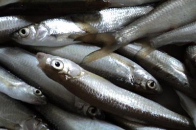 2號袖鉤可以釣多大的鯽魚，適合釣1兩至2兩的鯽魚