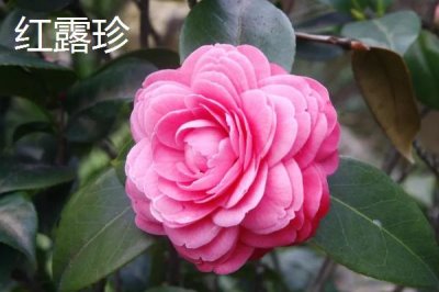 茶花樹苗的價格，微型盆景茶花深受消費者喜愛