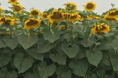 怎么防治油葵菌核病，播種前可用菌核凈、萎銹靈等藥物拌種