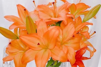 橙色百合花的寓意，寓意榮譽、勝利、富貴等