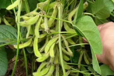 沈農(nóng)豆27大豆種子簡介，每畝用藥量100克