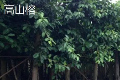 如何挑選榕樹種子，顆粒飽滿、具有光澤的種子品質(zhì)更好