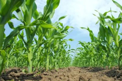 NK815玉米品種的特性，4月下旬至5月上旬播種