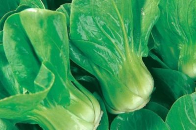 秋天種植的蔬菜有哪些，包括菠菜、香菜、白菜、蘿卜等品種