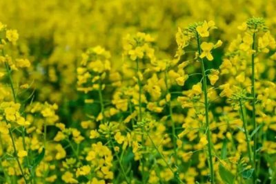 油菜的開花時間，通常在3-4月份開花