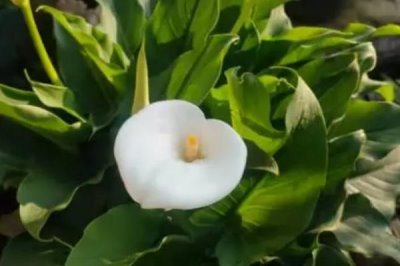 馬蹄蓮的花語，花色不同花語也不同