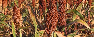 什么高粱畝產(chǎn)2000斤，目前沒有畝產(chǎn)2000斤的品種