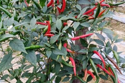 朝天椒盆栽種植技術，春季盆栽適宜播種期為3月中下旬