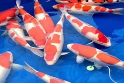 養(yǎng)錦鯉不打氧氣行嗎，魚池養(yǎng)錦鯉可以不用打氧