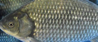 烏龍鯽的產(chǎn)地，該魚種有“水中黑玫瑰”之稱