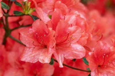 紅色杜鵑花的寓意，寓意愛的喜悅、繁榮幸福等