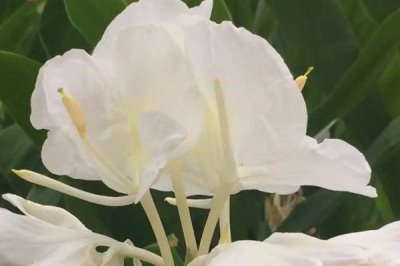 姜花的寓意，寓意把記憶留在夏天、純真質(zhì)樸等