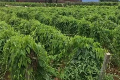 2017年種什么比較賺錢(qián)，種植山藥利潤(rùn)可觀(guān)