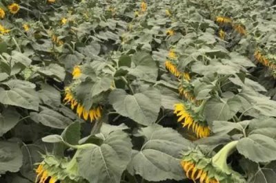 怎么防治油葵菌核病，播種前可用菌核凈、萎銹靈等藥物拌種