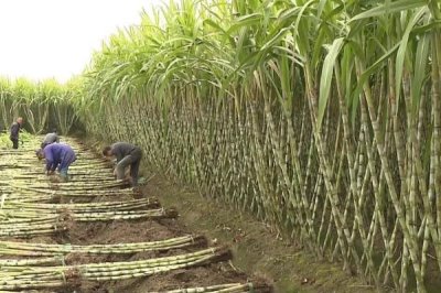 秋季如何管理甘蔗，蔗田需做好防風(fēng)措施