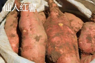 山西陽泉的特產(chǎn)，連翹茶是當(dāng)?shù)氐奶厣璺N