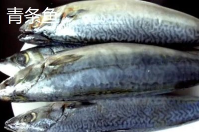 沙丁魚是不是深海魚，屬于深海魚且主要以浮游生物為食