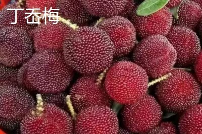 楊梅的優(yōu)良品種介紹，荸薺種楊梅在我國種植面積較大
