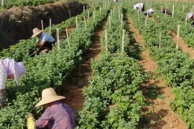 綠菊花的花語，寓意純凈高雅、生機(jī)活力等