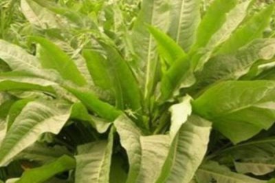 哪些特色蔬菜品種具有種植前景，補(bǔ)血菜、菊苣、高鈣菜等品種可以考慮