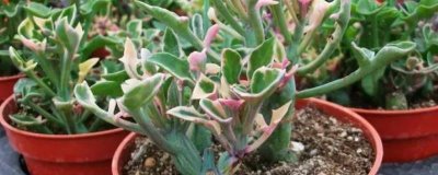 七寶樹錦的花語，寓意優(yōu)美、富貴和堅強等