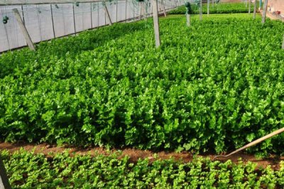 2019年種植蔬菜要考慮哪些因素，人工成本和價格是首要考慮的問題
