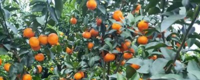 沙糖桔起沙和粗皮的區(qū)別，果皮厚度不同