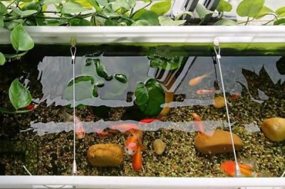 養(yǎng)魚自來水的處理方法，自來水一定要暴曬2-3天后再使用