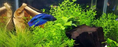 斗魚是什么魚，是鱸形目絲足鱸科斗魚屬的小型魚類