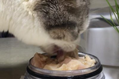 雞小胸肉和大胸肉的區(qū)別，位置、價格和脂肪含量均不同