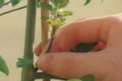 番茄整枝技術，密植栽培適宜使用單干整枝法