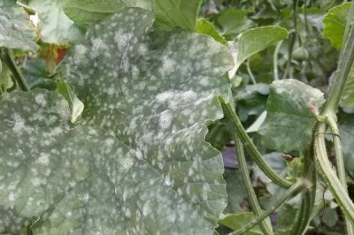 南瓜細菌性角斑病農藥防治技術指導，播種前需用福爾馬林浸種