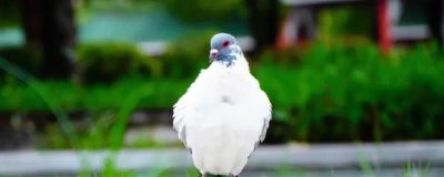 鴿子打了疫苗后多久恢復(fù)，通常2-3天就會恢復(fù)正常