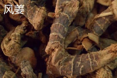 風(fēng)姜的產(chǎn)地，廣東和廣西為主產(chǎn)區(qū)