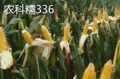 甜糯玉米怎么種植，初春可進(jìn)行雙膜覆蓋播種栽培