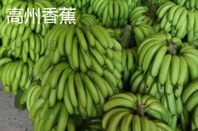 廣東省高州市的特產(chǎn)，儲(chǔ)良龍眼是著名優(yōu)良品種