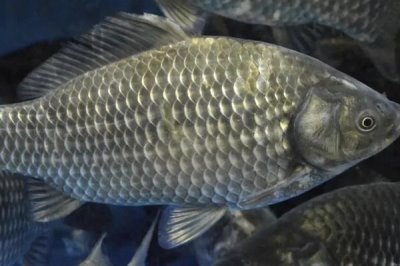 養(yǎng)殖鯽魚(yú)的注意事項(xiàng)，飼養(yǎng)密度過(guò)大容易浮頭